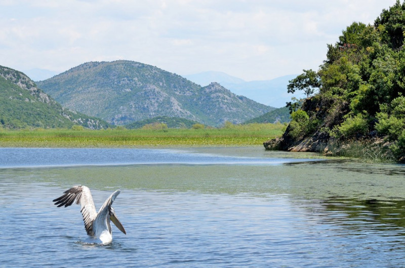 Skadar Lake gallery 3